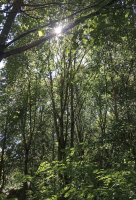 C.S.E. : se mettre au "vert" et à la transformation écologique ?