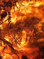Incendies géants en Australie : urgence à agir pour la transition écologique