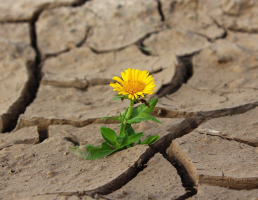 Rapport 2020 du Haut Conseil pour le Climat : il faut relancer la transition juste !