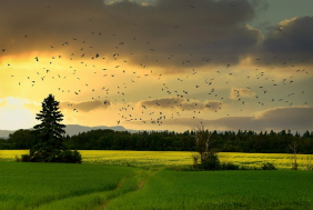 COP 15 biodiversité : des objectifs ambitieux qui restent à concrétiser